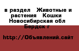  в раздел : Животные и растения » Кошки . Новосибирская обл.,Бердск г.